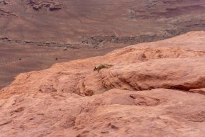 20210425CanyonlandsNP069.jpg